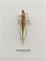 藏品(直翅目(2))的圖片